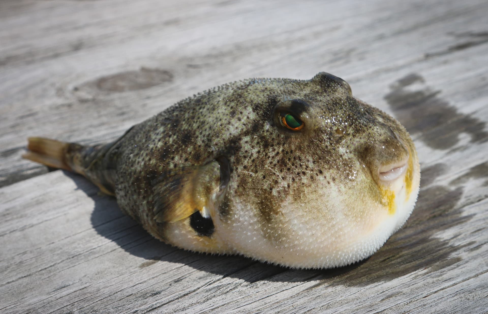 How to Eat Japan’s Most Dangerous Dish: Poisonous Blowfish (Fugu) 🐡🍽️
