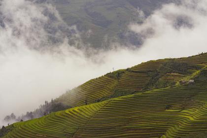 Rice Terrace Exploration - Sapa Villages 1-Day Trek