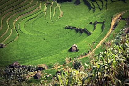 Rice Terrace Exploration - Sapa Villages 1-Day Trek