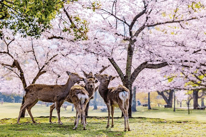 Nara Day Trip : A Journey Through History and Nature