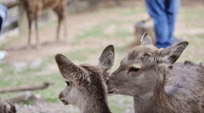 5-Day Kansai Cultural Highlights Tour|Osaka・Kyoto・Nara